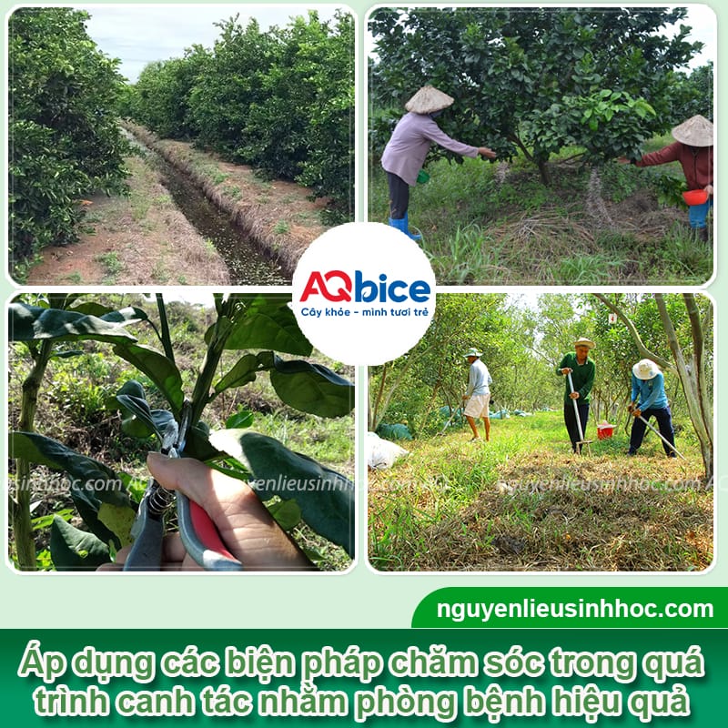 Cách phòng trừ bệnh ghẻ nhám trên cây có múi và nguyên nhân