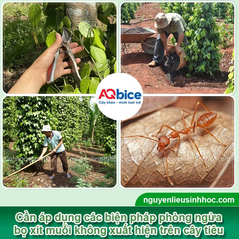 Bọ xít muỗi hại tiêu: Dấu hiệu nhận biết và cách phòng trừ