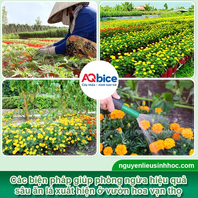 Nhận biết sâu ăn lá vạn thọ từ sớm và cách xử lý an toàn