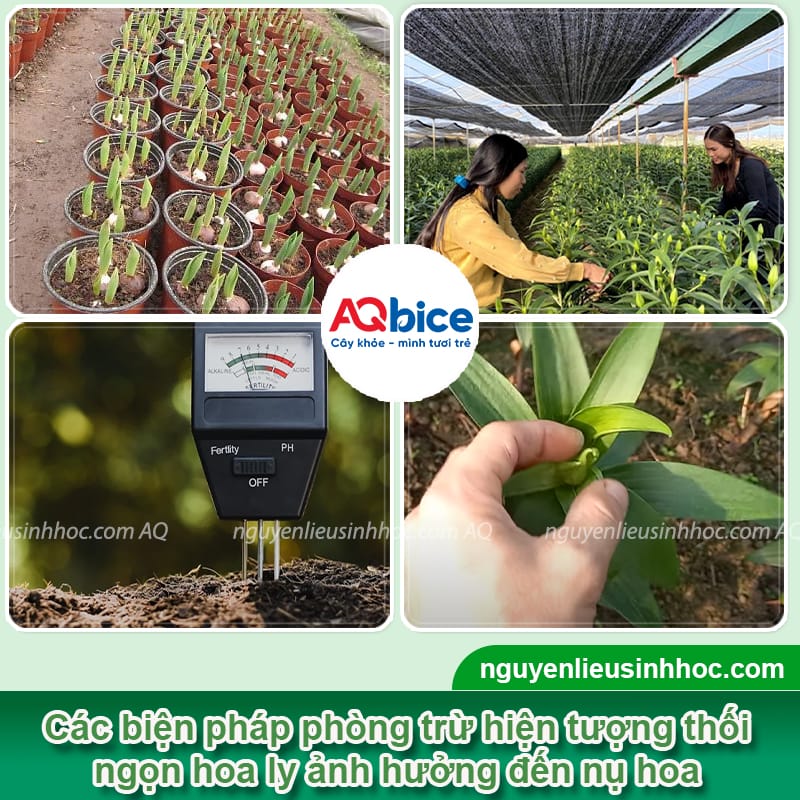 Phòng trừ hoa ly bị thối ngọn kịp thời và Nguyên nhân chính 4 Phòng trừ hoa ly bị thối ngọn kịp thời và nguyên nhân chính