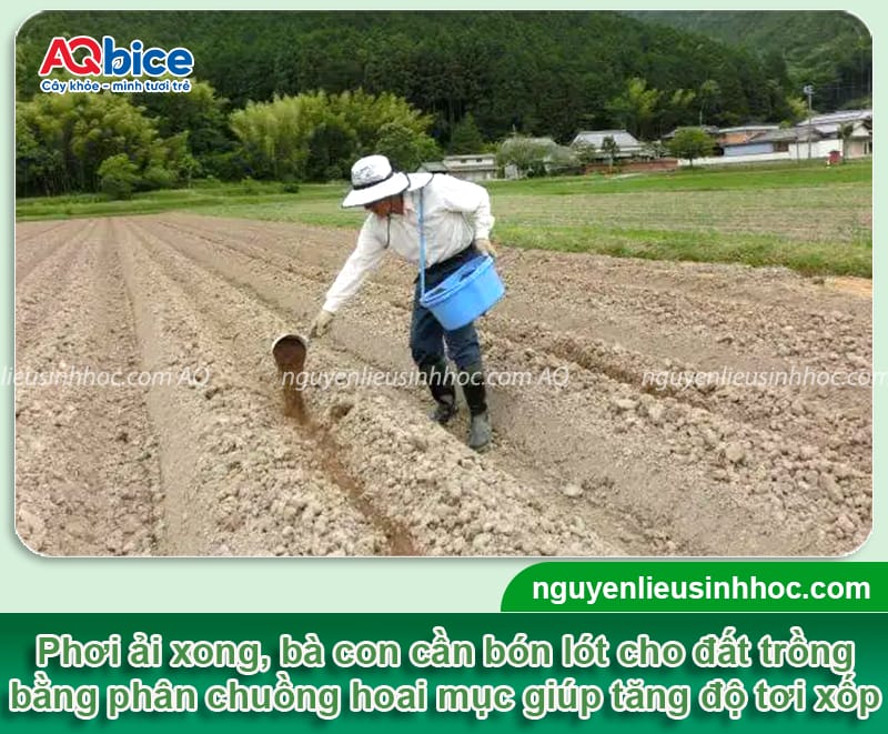 Cách xử lý đất trồng hành lá luôn tơi xốp, màu mỡ, sạch bệnh