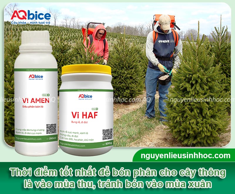 Hướng dẫn chi tiết cách chăm sóc cây thông Noel đúng cách