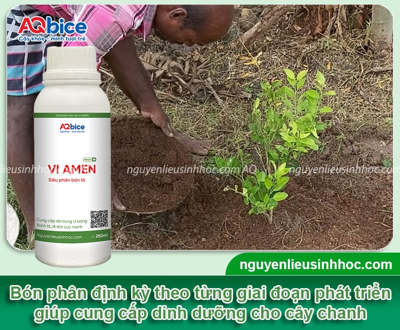 Cách chăm sóc cây chanh trong chậu luôn xanh khỏe, sai trái