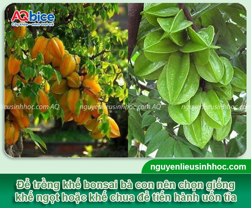 Cách trồng khế bonsai tại nhà: Tạo dáng đẹp, dễ chăm sóc 2 Cách trồng khế bonsai chuyên sâu: Tạo dáng đẹp, dễ chăm sóc