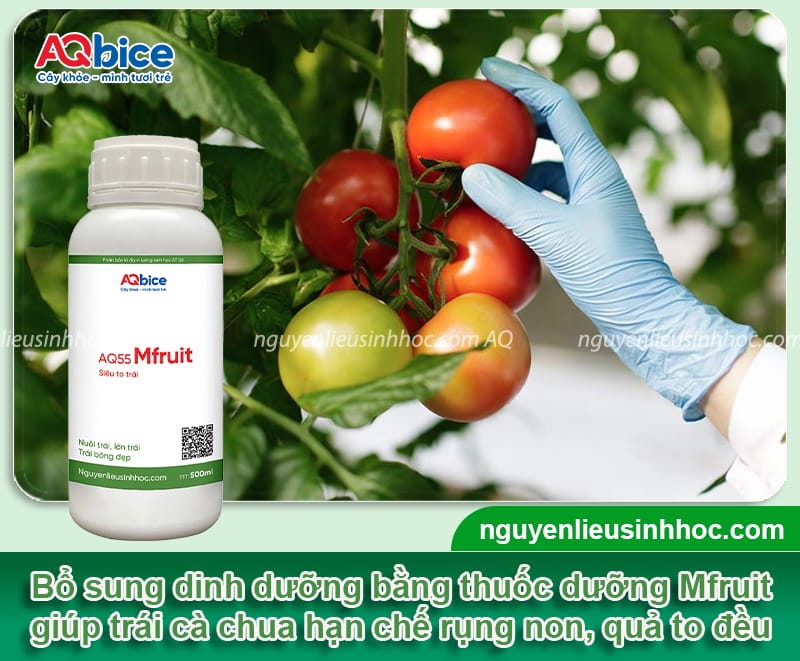 Cách chăm sóc cà chua khi ra quả, trái đẹp mã, chín mọng