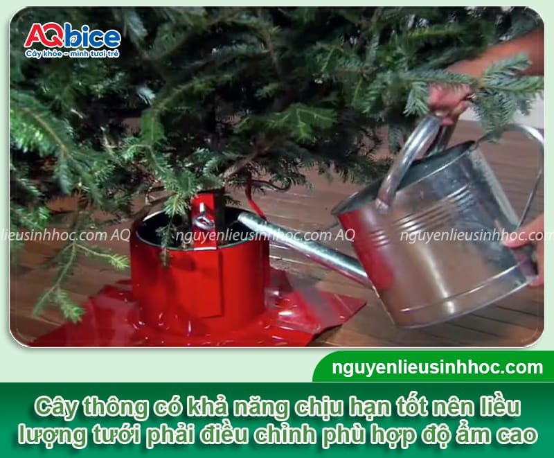 Hướng dẫn chi tiết cách chăm sóc cây thông Noel đúng cách