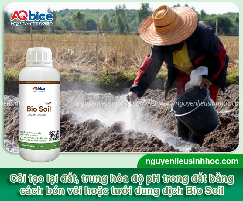 Cách xử lý đất trồng hành lá luôn tơi xốp, màu mỡ, sạch bệnh