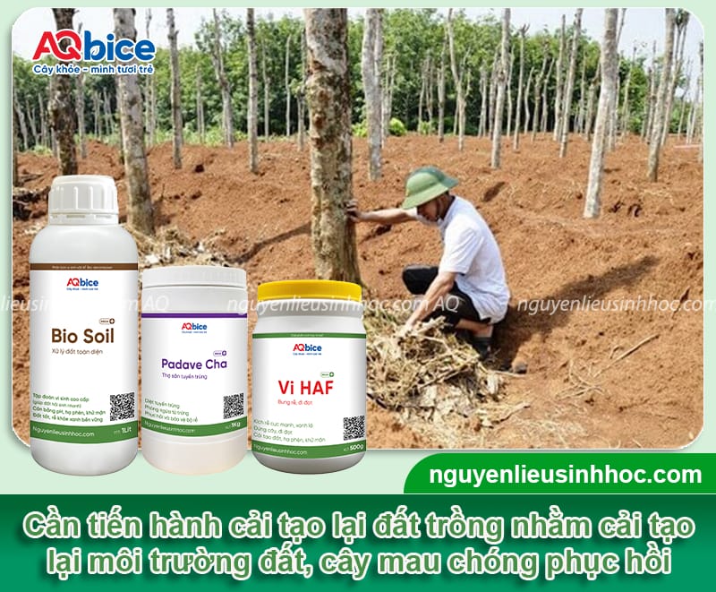 Cách phục hồi vườn tiêu bị suy hiệu quả nhanh chóng, an toàn 2 Phương pháp giúp phục hồi vườn tiêu bị suy hiệu quả, an toàn