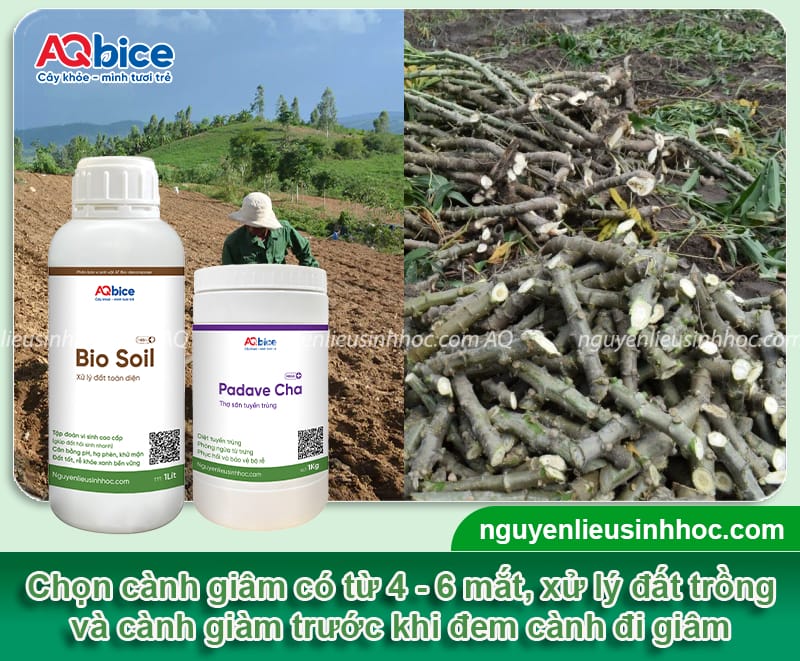 Hướng dẫn cách giâm cành khoai mì đơn giản tại nhà 2 Hướng dẫn kỹ thuật giâm cành khoai mì sinh trưởng tốt