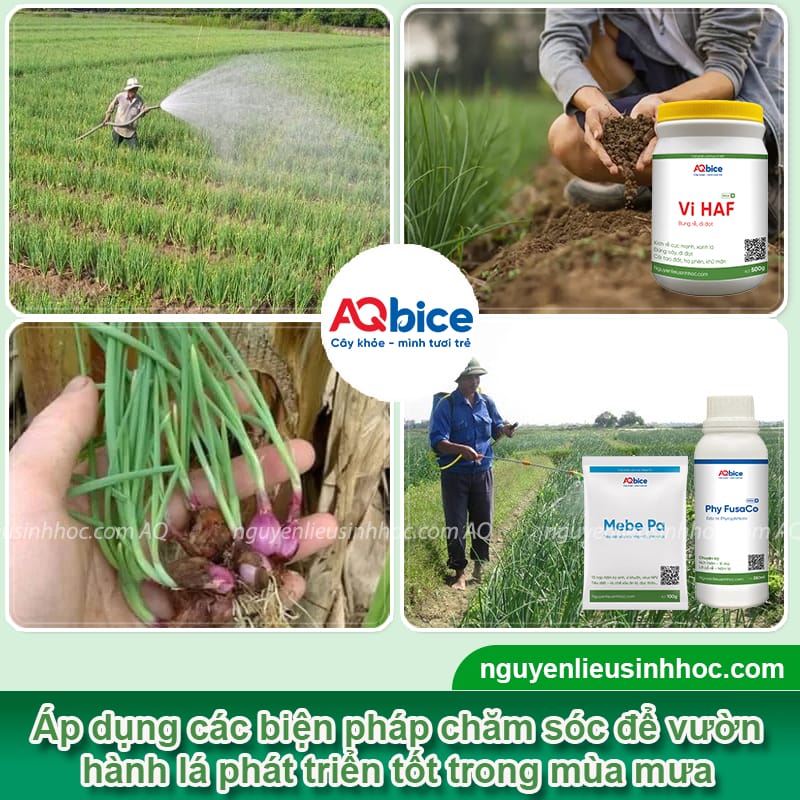 Hướng dẫn kỹ thuật trồng hành lá mùa mưa không úng thối