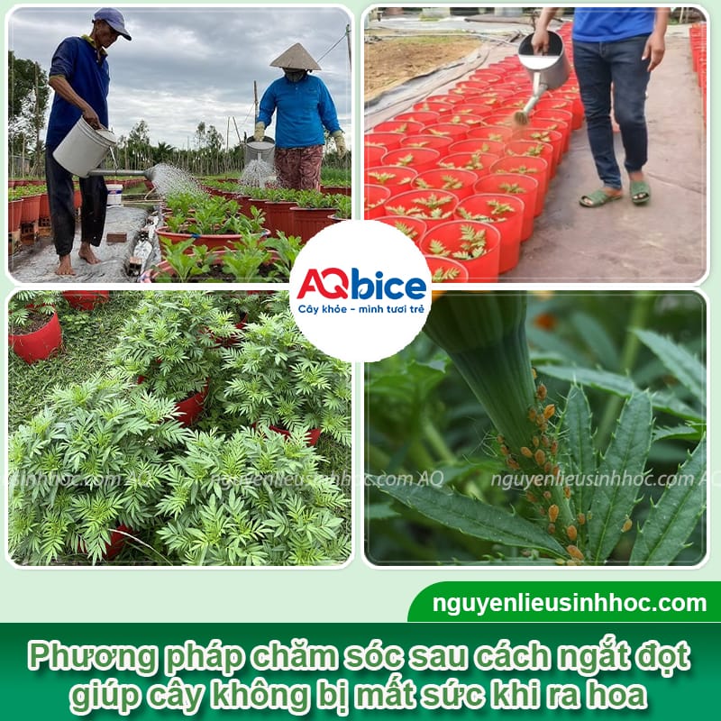 Cách ngắt đọt hoa vạn thọ giúp hoa nở đều đẹp đúng dịp Tết