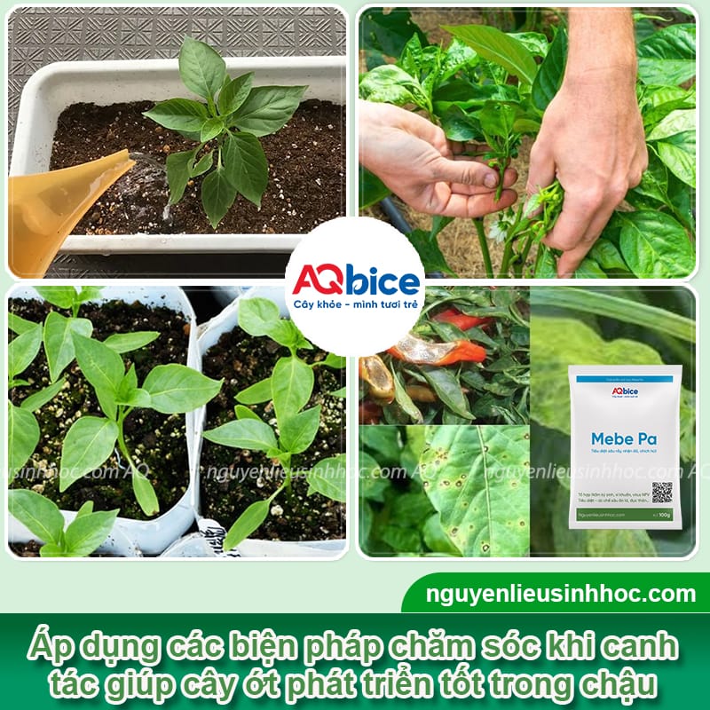 Cách trồng cây ớt trong chậu đơn giản, cho trái ra liên tục 5 Cách trồng cây ớt trong chậu đơn giản, cho trái ra liên tục