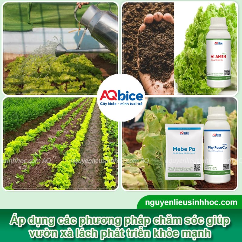 Cách trồng rau xà lách bằng hạt lớn khỏe, cho rau giòn ngọt 4 Cách trồng rau xà lách bằng hạt lớn khỏe, cho rau giòn ngọt