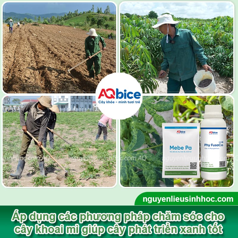 Hướng dẫn cách giâm cành khoai mì đơn giản tại nhà 4 Hướng dẫn kỹ thuật giâm cành khoai mì sinh trưởng tốt