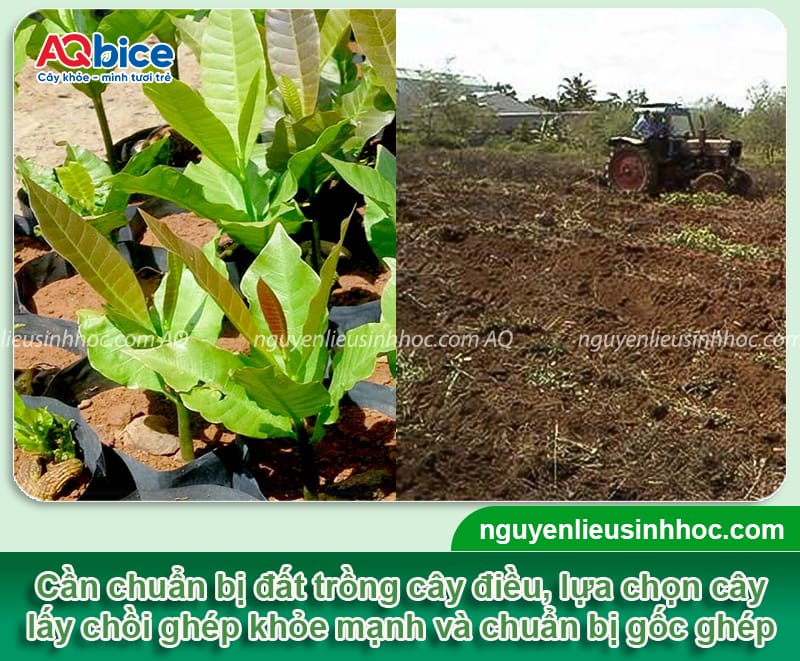 Hướng dẫn cách ghép cây điều đúng cách, chồi ghép mau liền 2 Hướng dẫn cách ghép cây điều đúng cách, chồi ghép mau liền