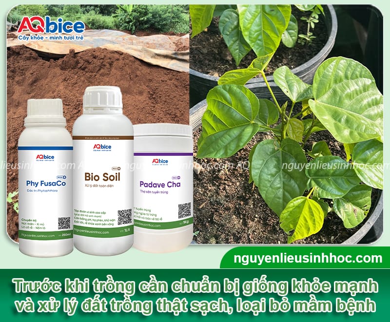 Hướng dẫn cách trồng cây điều màu, cho hạt to chắc, màu đẹp 3 Hướng dẫn cách trồng cây điều màu, cho hạt to chắc, màu đẹp