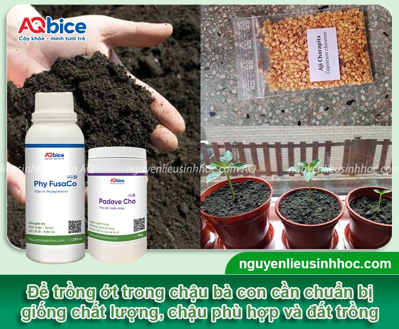 Cách trồng cây ớt trong chậu đơn giản, cho trái ra liên tục 3 Cách trồng cây ớt trong chậu đơn giản, cho trái ra liên tục