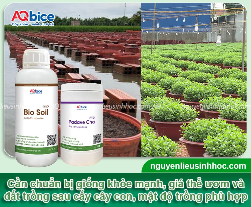 Cách trồng cúc pha lê đúng cách giúp nở nhiều hoa, dáng đẹp