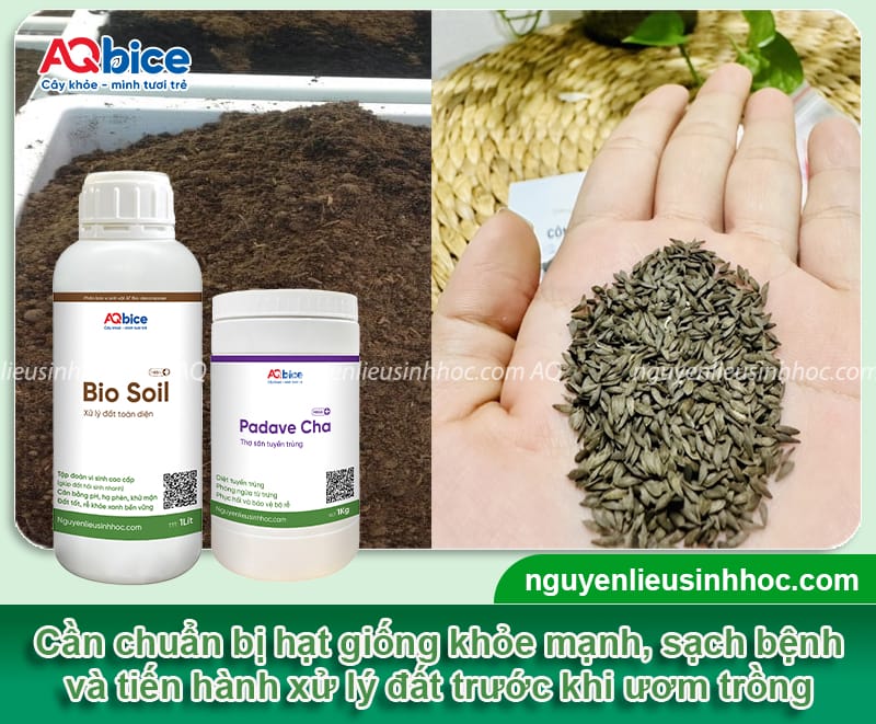 Cách trồng rau xà lách bằng hạt lớn khỏe, cho rau giòn ngọt 2 Cách trồng rau xà lách bằng hạt lớn khỏe, cho rau giòn ngọt