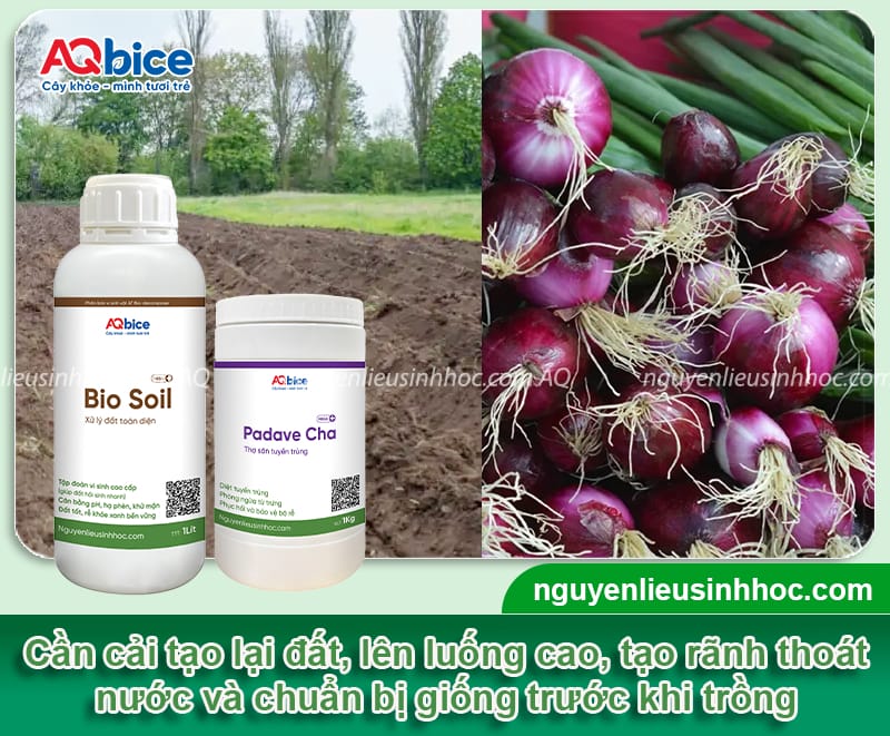 Hướng dẫn kỹ thuật trồng hành lá mùa mưa không úng thối