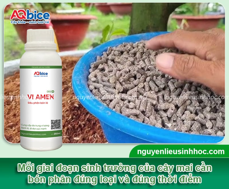 Chăm sóc mai vàng trồng dưới đất để hoa ra đều, đẹp 3 Cách chăm sóc mai vàng trồng dưới đất phát triển xanh tốt