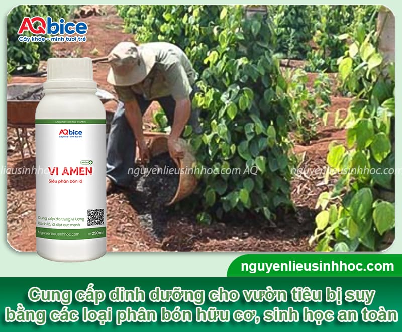 Cách phục hồi vườn tiêu bị suy hiệu quả nhanh chóng, an toàn 5 Phương pháp giúp phục hồi vườn tiêu bị suy hiệu quả, an toàn
