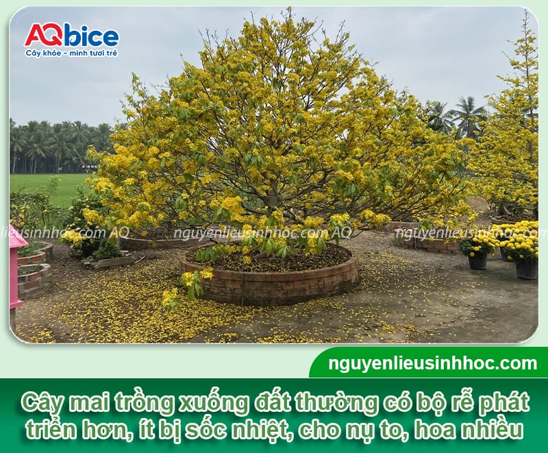 Chăm sóc mai vàng trồng dưới đất để hoa ra đều, đẹp 2 Cách chăm sóc mai vàng trồng dưới đất phát triển xanh tốt