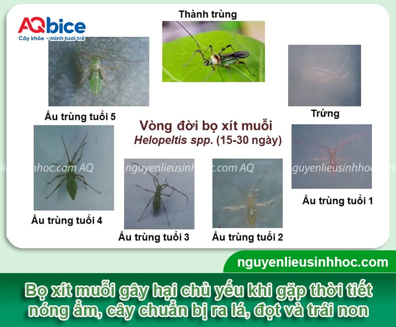 Bọ xít muỗi hại tiêu: Dấu hiệu nhận biết và cách phòng trừ