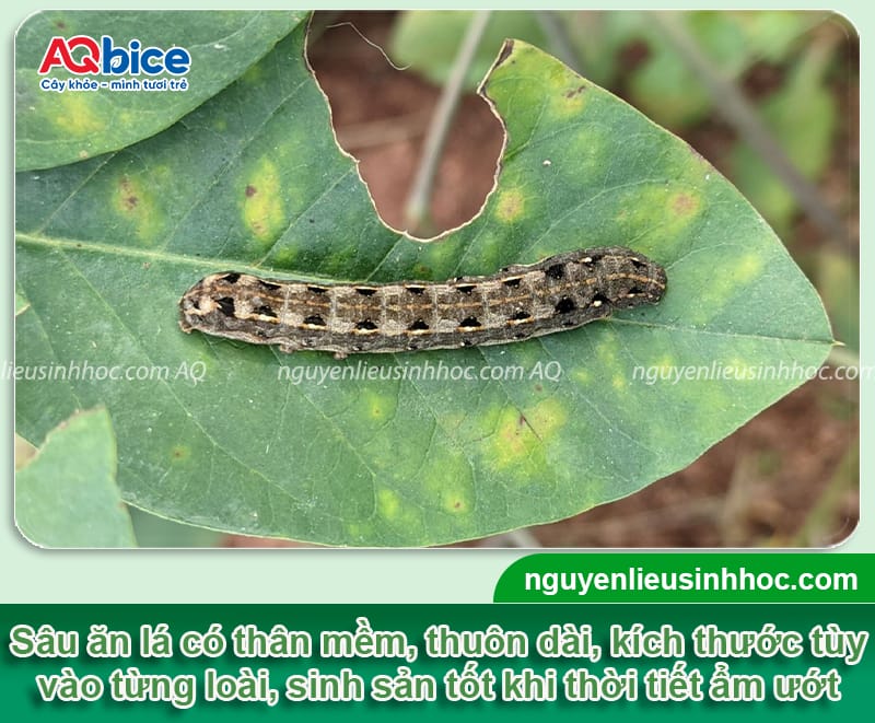 Nhận biết sâu ăn lá vạn thọ từ sớm và cách xử lý an toàn