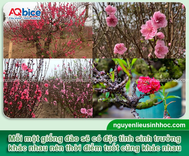 Đào tuốt lá vào tháng mấy? Cách tuốt đúng kỹ thuật