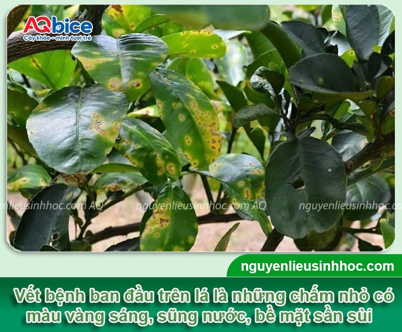 Bệnh loét trên cây bưởi hiệu do đâu và Thuốc phòng trừ 2 Bệnh loét trên cây bưởi hiệu do đâu và Thuốc phòng trừ