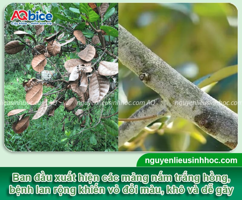 Bệnh khô cành trên cây điều: Nguyên nhân và Cách điều trị 3 Bệnh khô cành trên cây điều: Nguyên nhân và cách điều trị