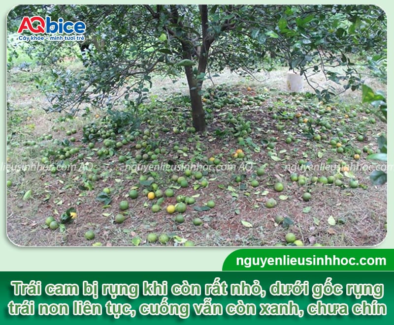 Cam bị rụng trái non: Nguyên nhân do đâu và cách khắc phục