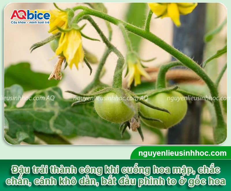 Cách chăm sóc cà chua khi ra quả, trái đẹp mã, chín mọng