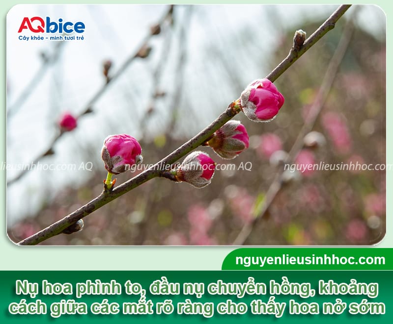 Hướng dẫn cách hãm hoa đào nở sớm đúng cách đón Tết 2026