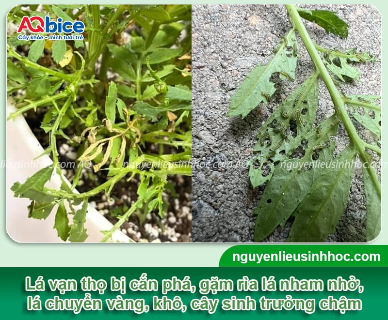 Nhận biết sâu ăn lá vạn thọ từ sớm và cách xử lý an toàn
