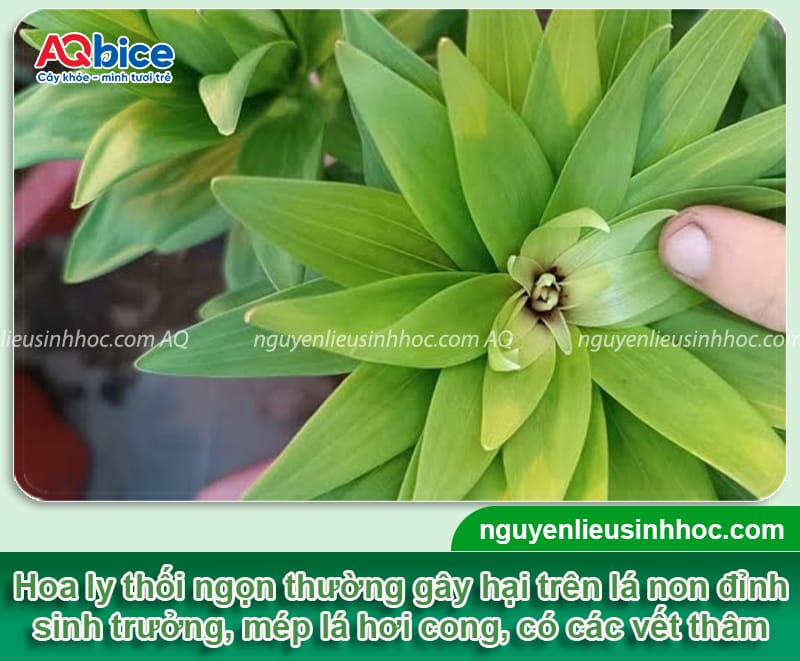 Phòng trừ hoa ly bị thối ngọn kịp thời và Nguyên nhân chính 3 Phòng trừ hoa ly bị thối ngọn kịp thời và nguyên nhân chính
