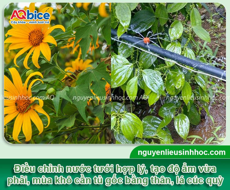 Cách phục hồi vườn tiêu bị suy hiệu quả nhanh chóng, an toàn 4 Phương pháp giúp phục hồi vườn tiêu bị suy hiệu quả, an toàn