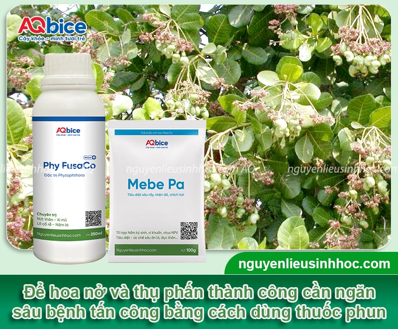 Cách chăm sóc cây điều khi ra hoa đậu trái đúng kỹ thuật 5 Cách chăm sóc cây điều khi ra hoa đậu trái đúng kỹ thuật