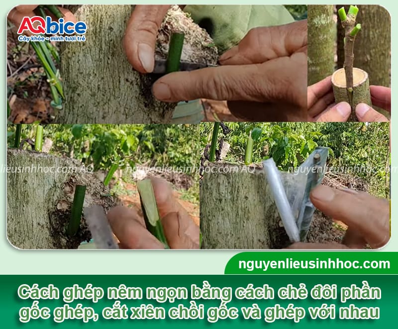 Hướng dẫn cách ghép cây điều đúng cách, chồi ghép mau liền 3 Hướng dẫn cách ghép cây điều đúng cách, chồi ghép mau liền