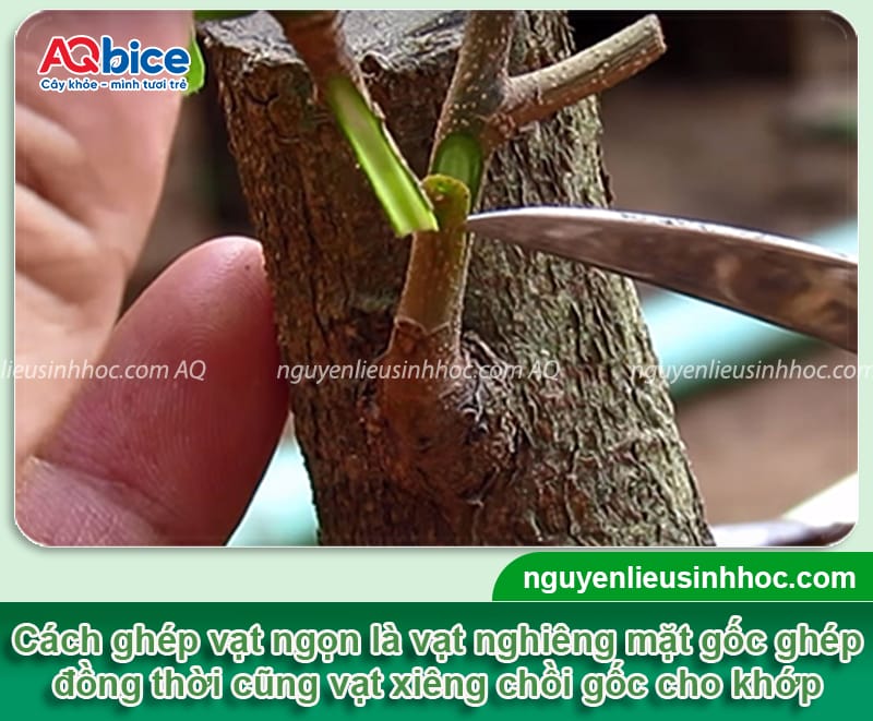 Hướng dẫn cách ghép cây điều đúng cách, chồi ghép mau liền 4 Hướng dẫn cách ghép cây điều đúng cách, chồi ghép mau liền