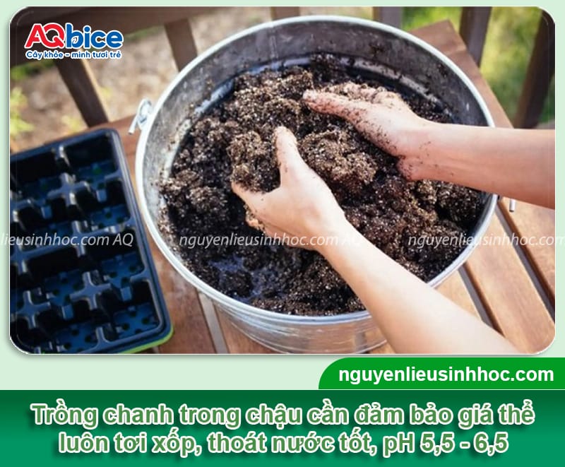 Cách chăm sóc cây chanh trong chậu luôn xanh khỏe, sai trái