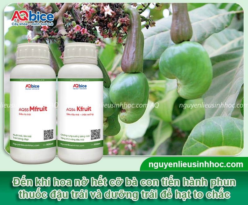 Cách chăm sóc cây điều khi ra hoa đậu trái đúng kỹ thuật 6 Cách chăm sóc cây điều khi ra hoa đậu trái đúng kỹ thuật