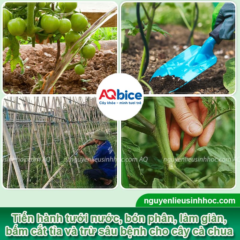 Cách chăm sóc cà chua khi ra quả, trái đẹp mã, chín mọng