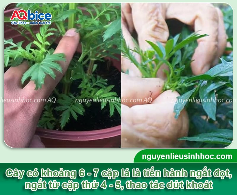 Cách ngắt đọt hoa vạn thọ giúp hoa nở đều đẹp đúng dịp Tết