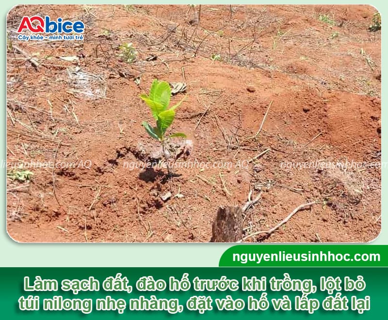 Hướng dẫn cách ghép cây điều đúng cách, chồi ghép mau liền 5 Hướng dẫn cách ghép cây điều đúng cách, chồi ghép mau liền