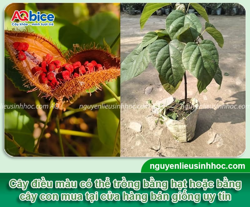 Hướng dẫn cách trồng cây điều màu, cho hạt to chắc, màu đẹp 4 Hướng dẫn cách trồng cây điều màu, cho hạt to chắc, màu đẹp