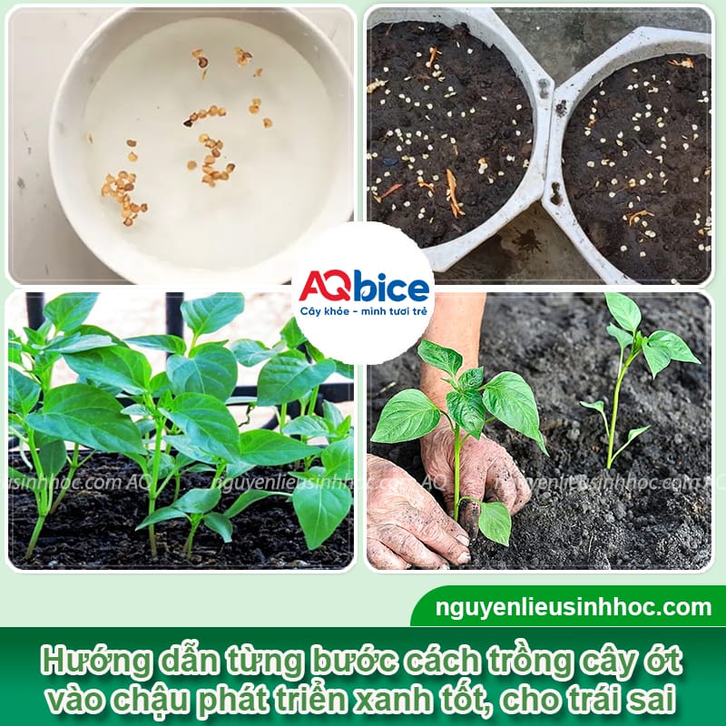 Cách trồng cây ớt trong chậu đơn giản, cho trái ra liên tục 4 Cách trồng cây ớt trong chậu đơn giản, cho trái ra liên tục