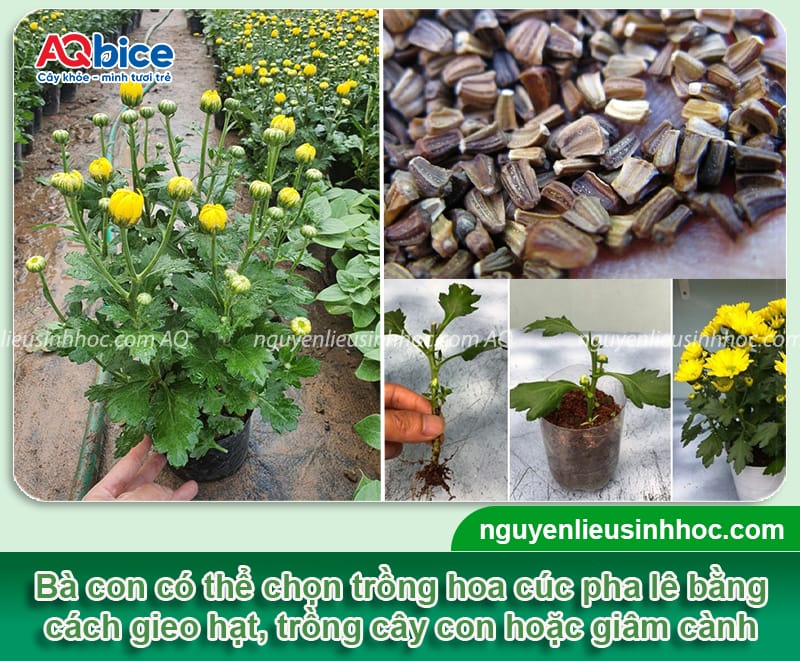 Cách trồng cúc pha lê đúng cách giúp nở nhiều hoa, dáng đẹp