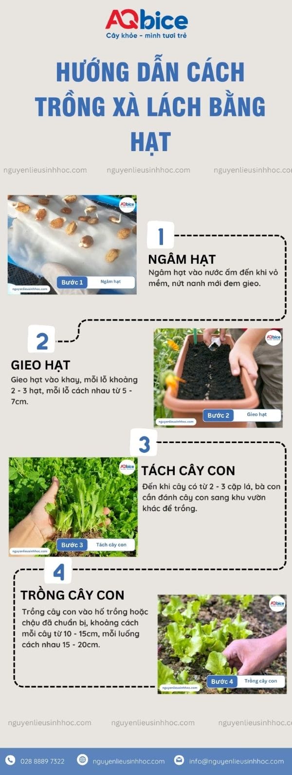 Cách trồng rau xà lách bằng hạt lớn khỏe, cho rau giòn ngọt 3 Cách trồng rau xà lách bằng hạt lớn khỏe, cho rau giòn ngọt